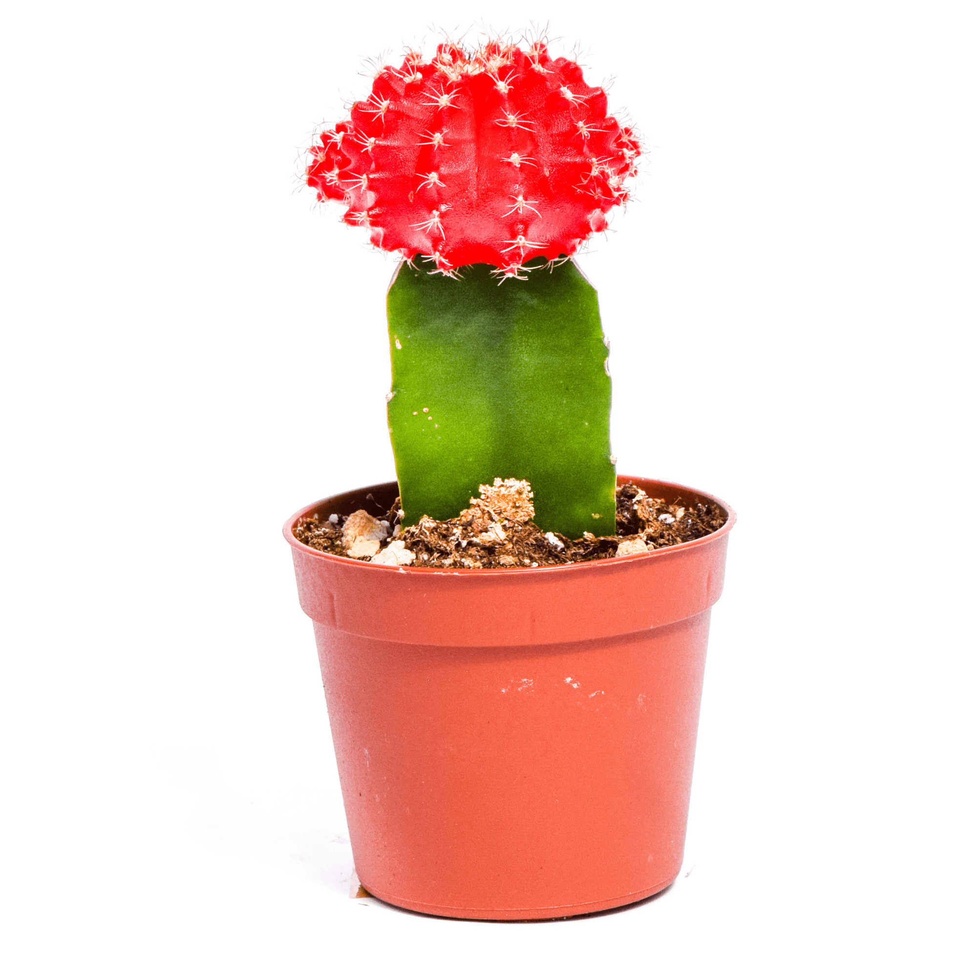 cactus succulent with red top Moon Cactus | Red Graft Cactus | Cactus for Sale