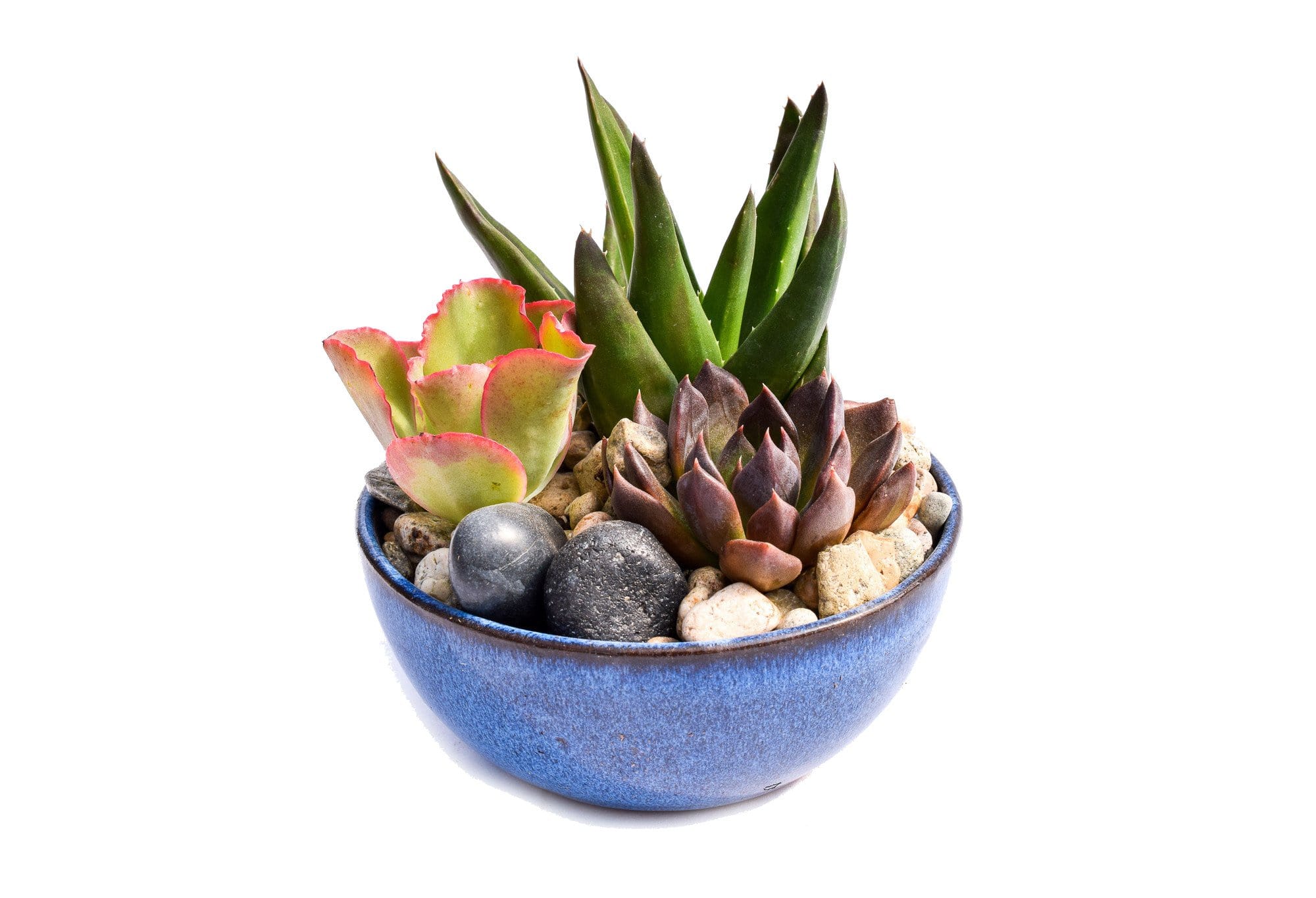 succulent plant dishes Succulent Dish Gardens for Sale