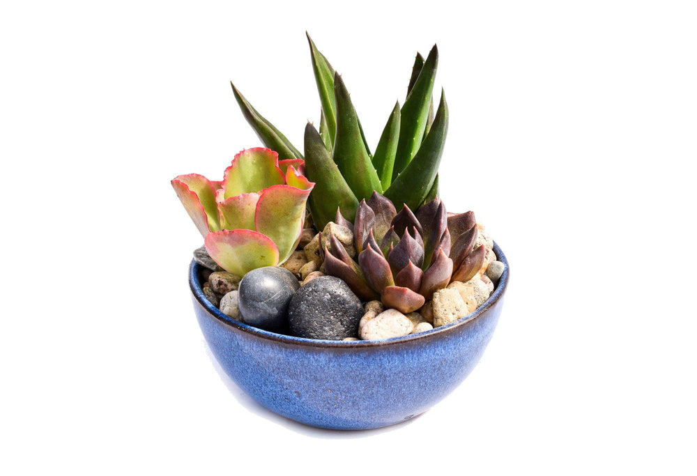 succulent dish gardens for sale Succulent Dish Gardens for Sale