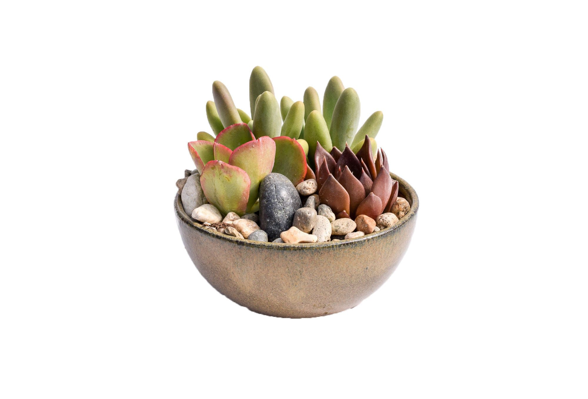rocks in succulent pot Succulent Dish Gardens for Sale
