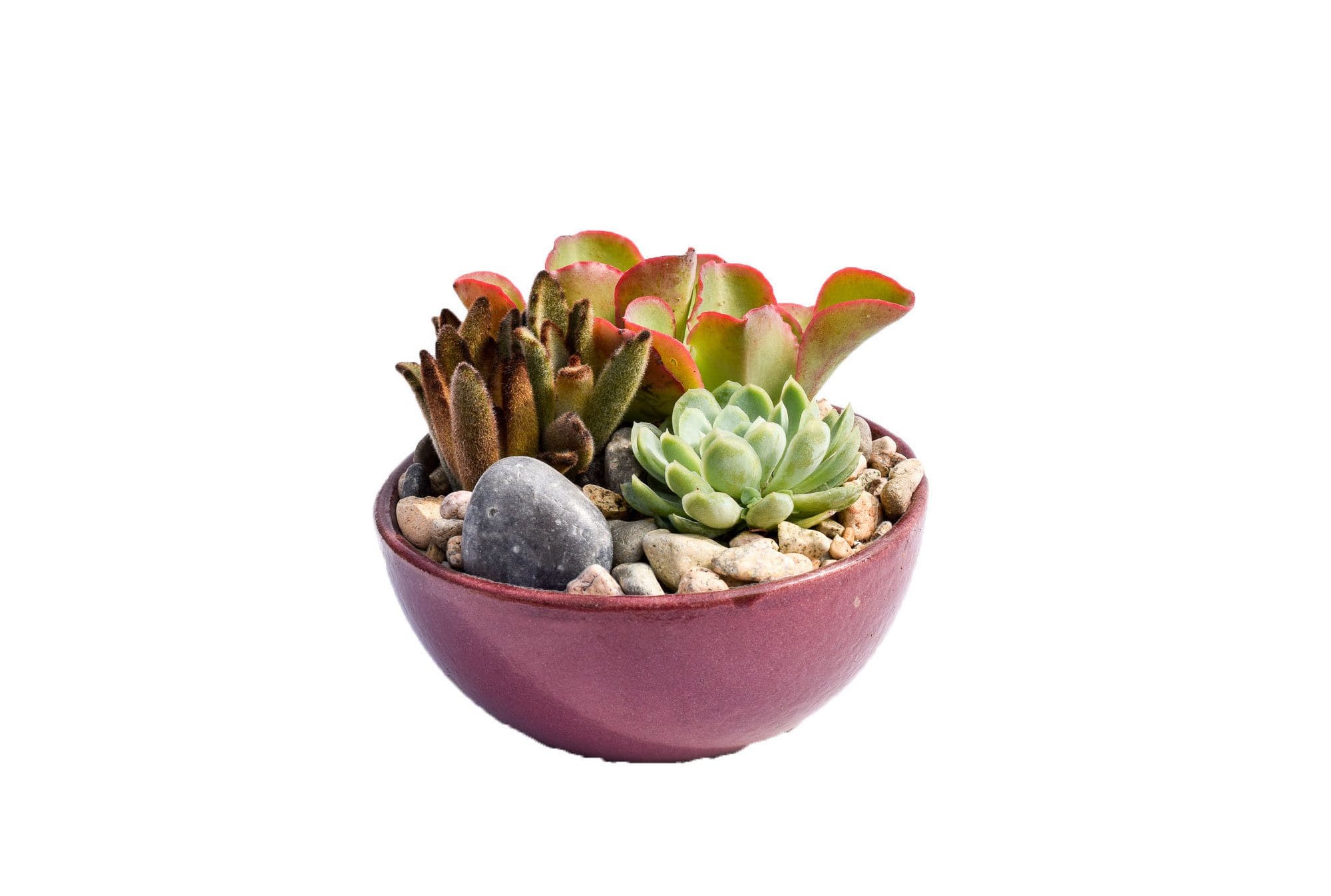 succulent plant dishes Succulent Dish Gardens for Sale