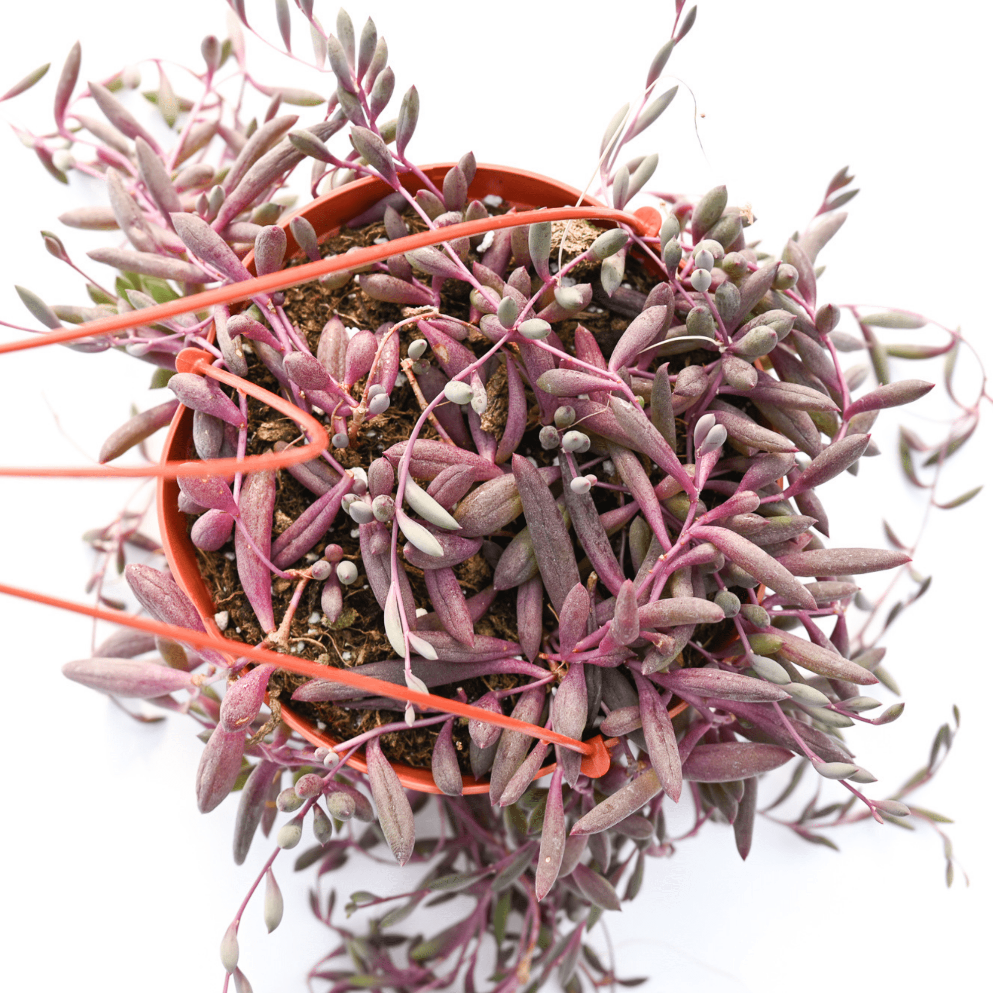 Othonna Capensis “Ruby Neckace – Natures Planters.—-Varigated String of  Hearts