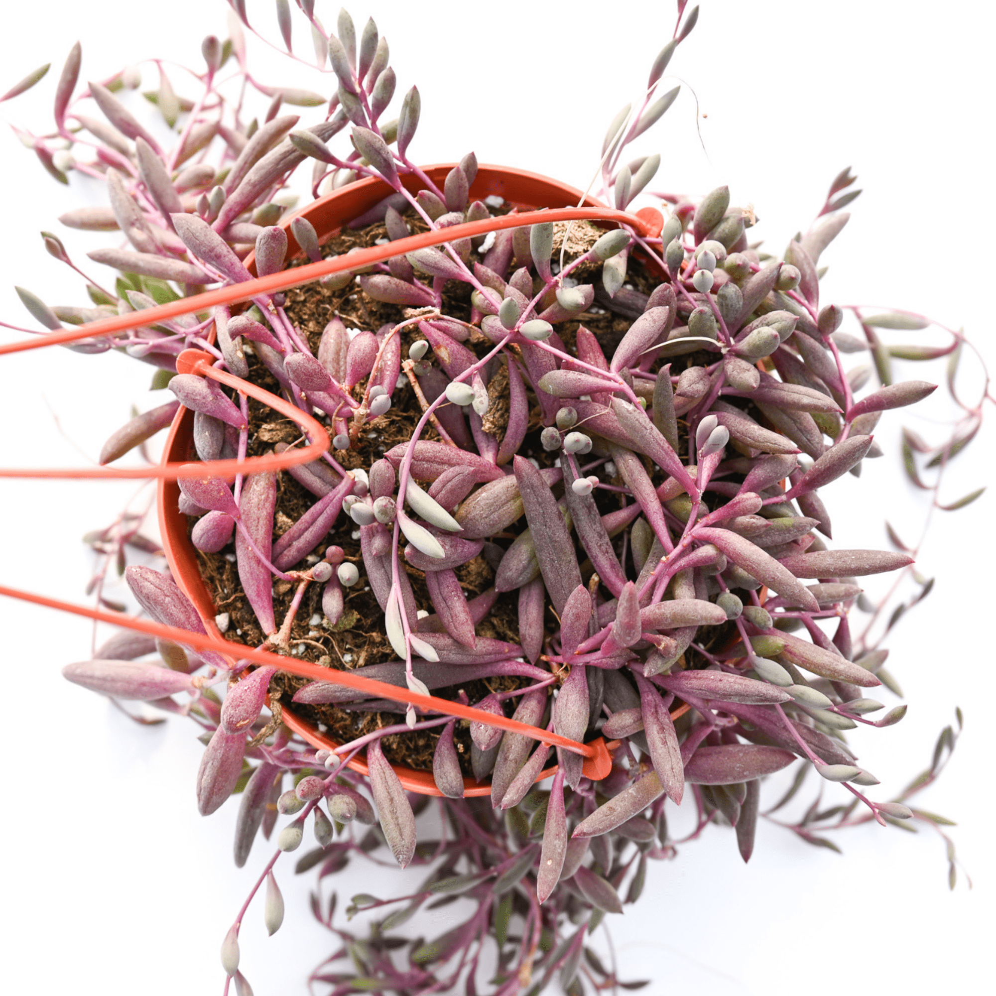 ruby necklace succulents Ruby's Necklace (Large 6-Inch)