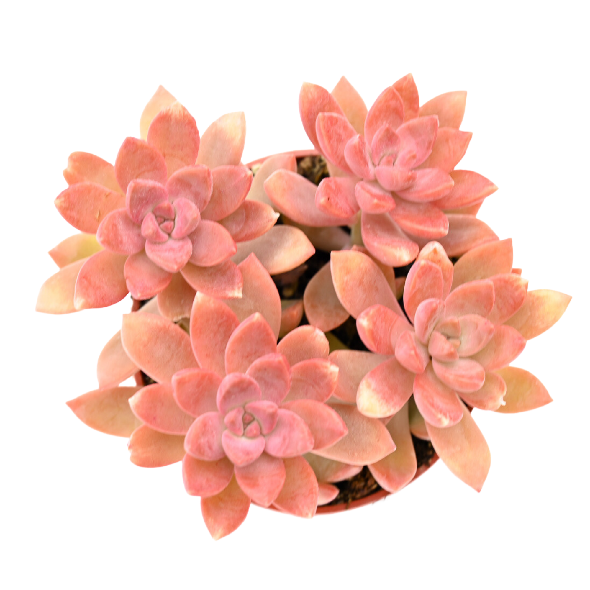 sedum sunset succulent Sedum Sunset for Sale| Buy Sedum Sunset Online| Succulent Market