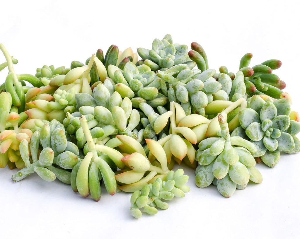 Sedum Cuttings for Sale Bulk Succulent Cuttings for Sale