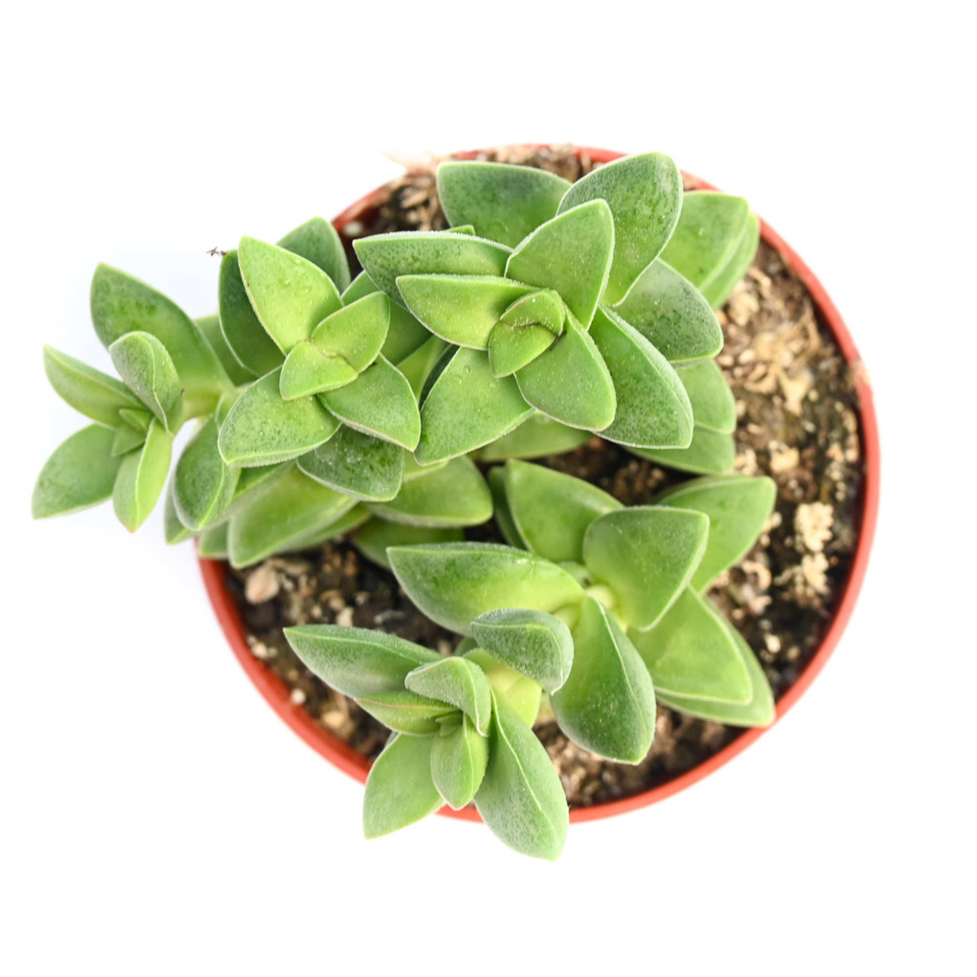 adolphii succulent Sedum Adolphii Golden