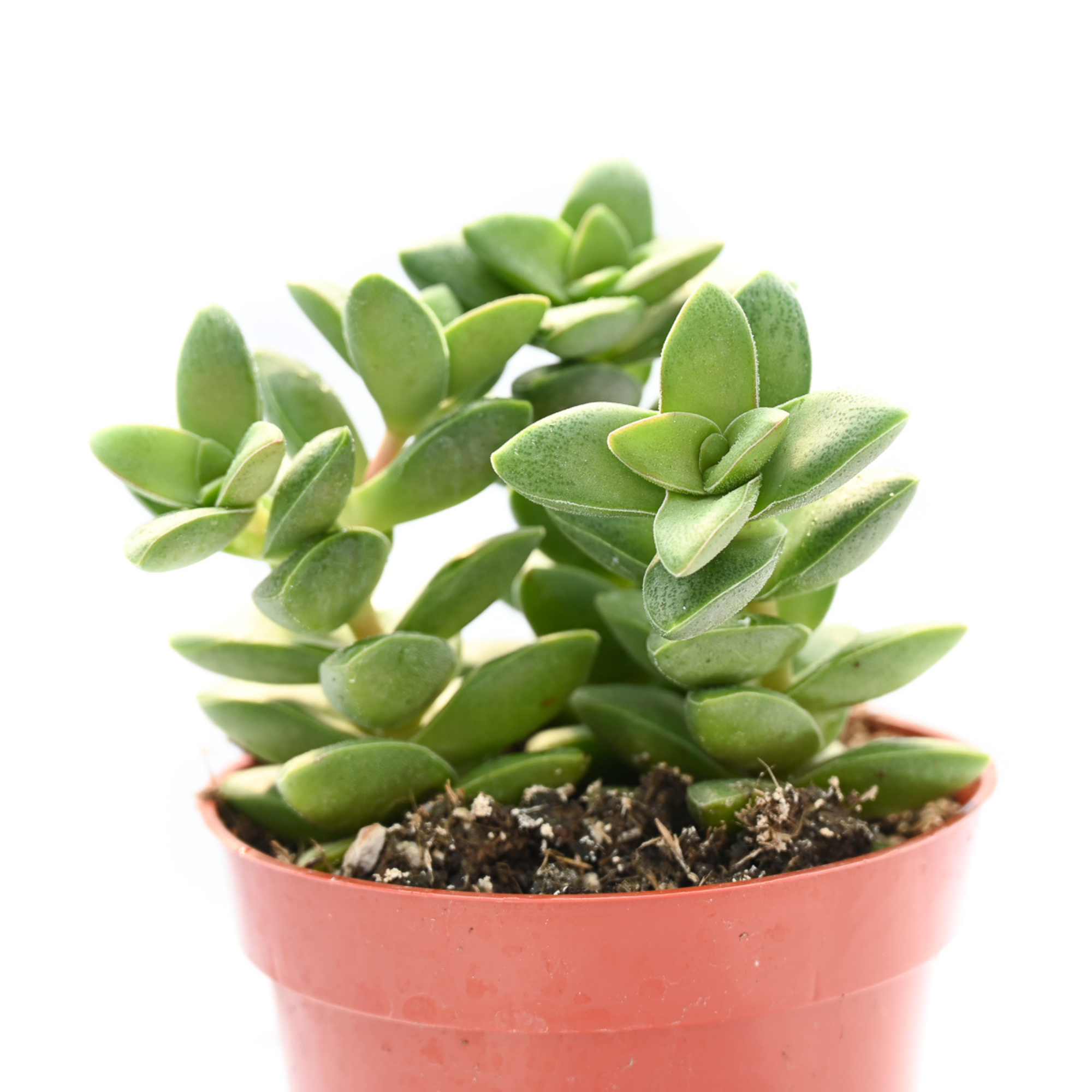 sedum adolphii succulent Sedum Adolphii Golden