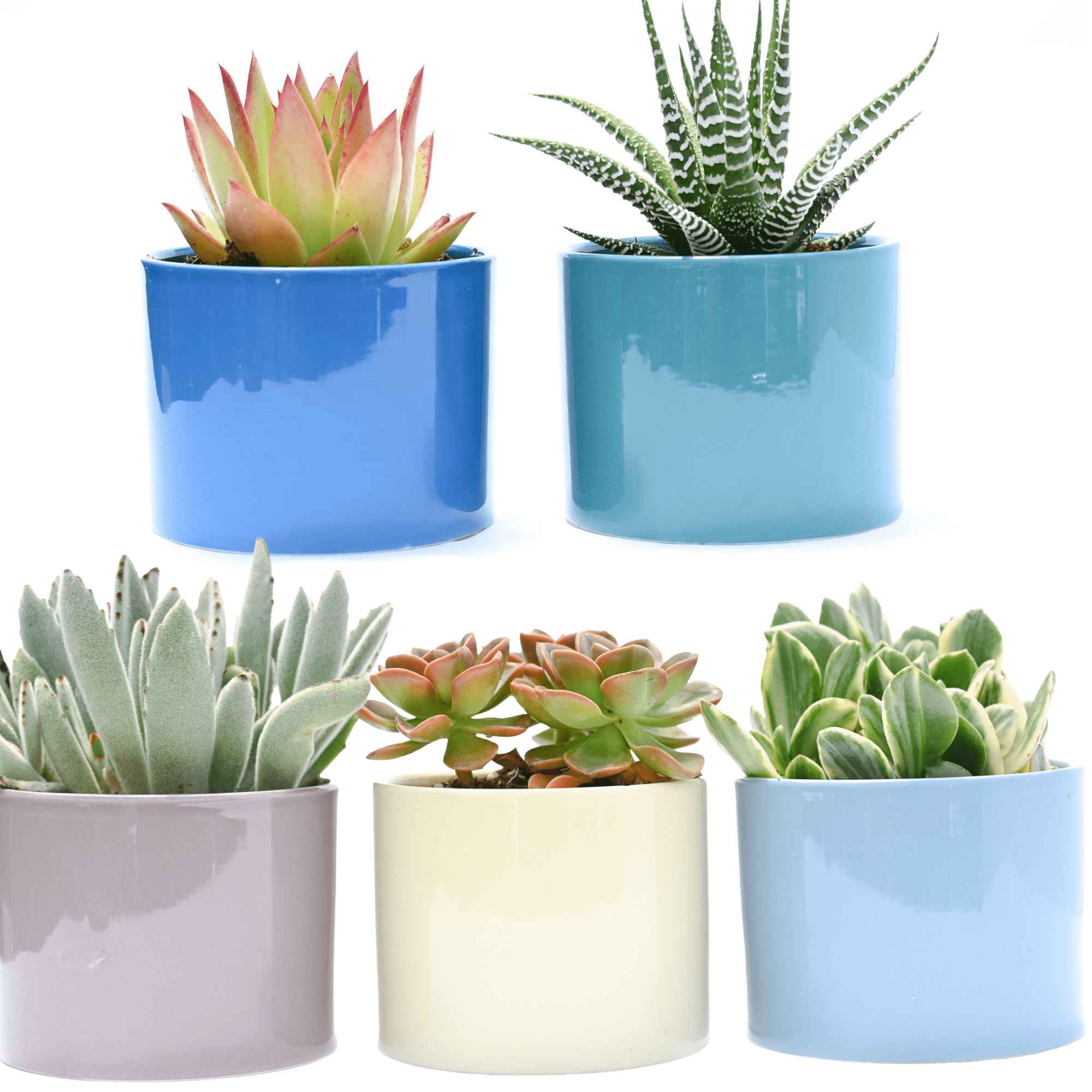 serenity succulents Serenity Collection