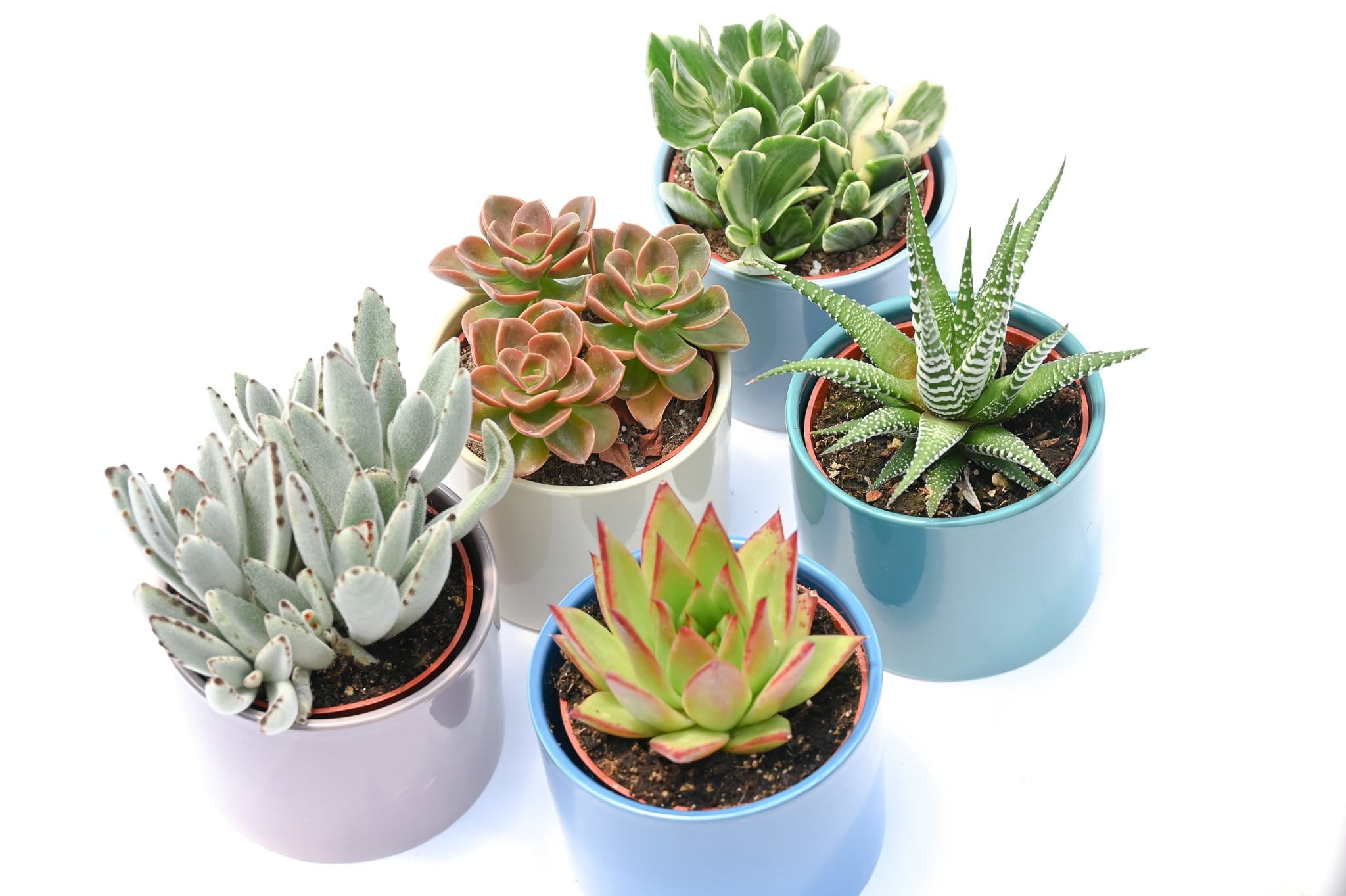 succulent serenity Serenity Collection