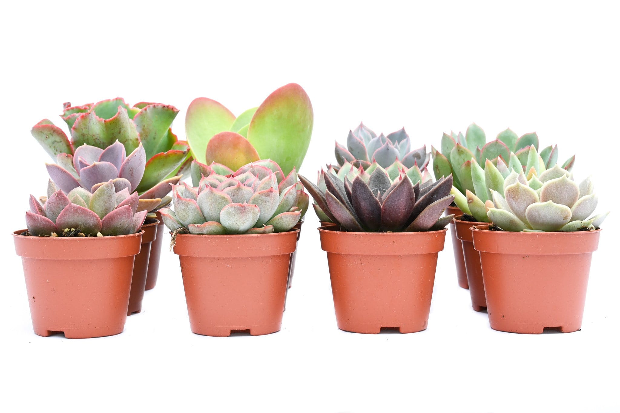 colorful succulents online Colorful Succulents 6 Pack - Assorted 2 Inch - Live Succulent Plants