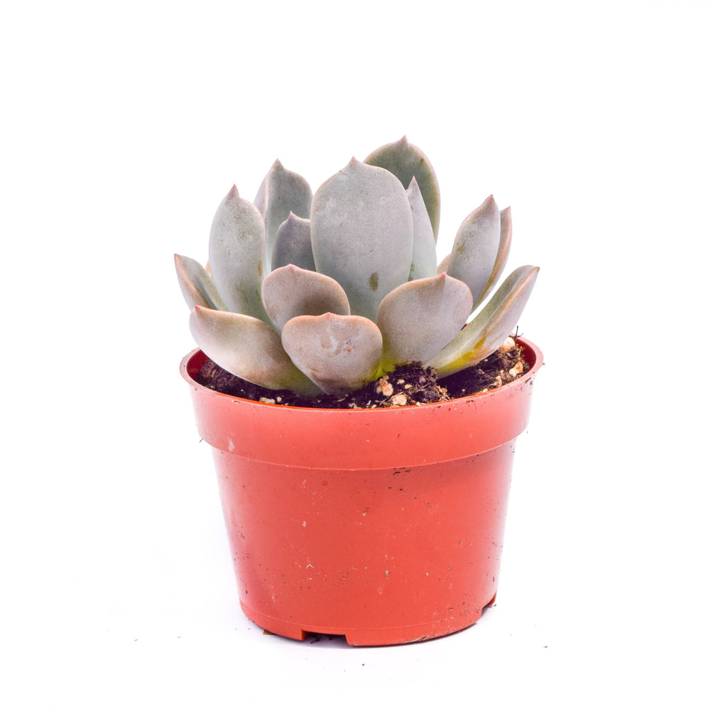 succulents buy online Echeveria Garotto | Succulents for Sale | Succulent Market