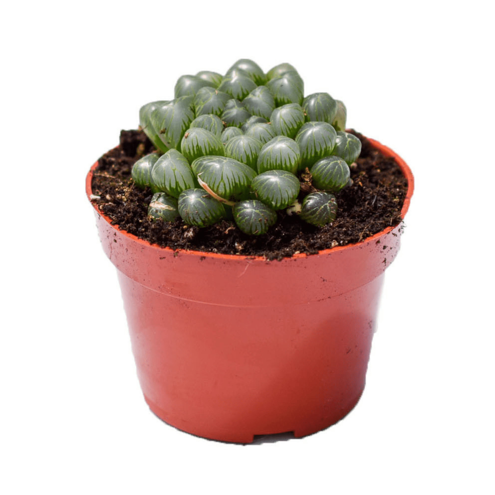 succulent clear leaves Haworthia Cooperi for Sale| Haworthia for Sale