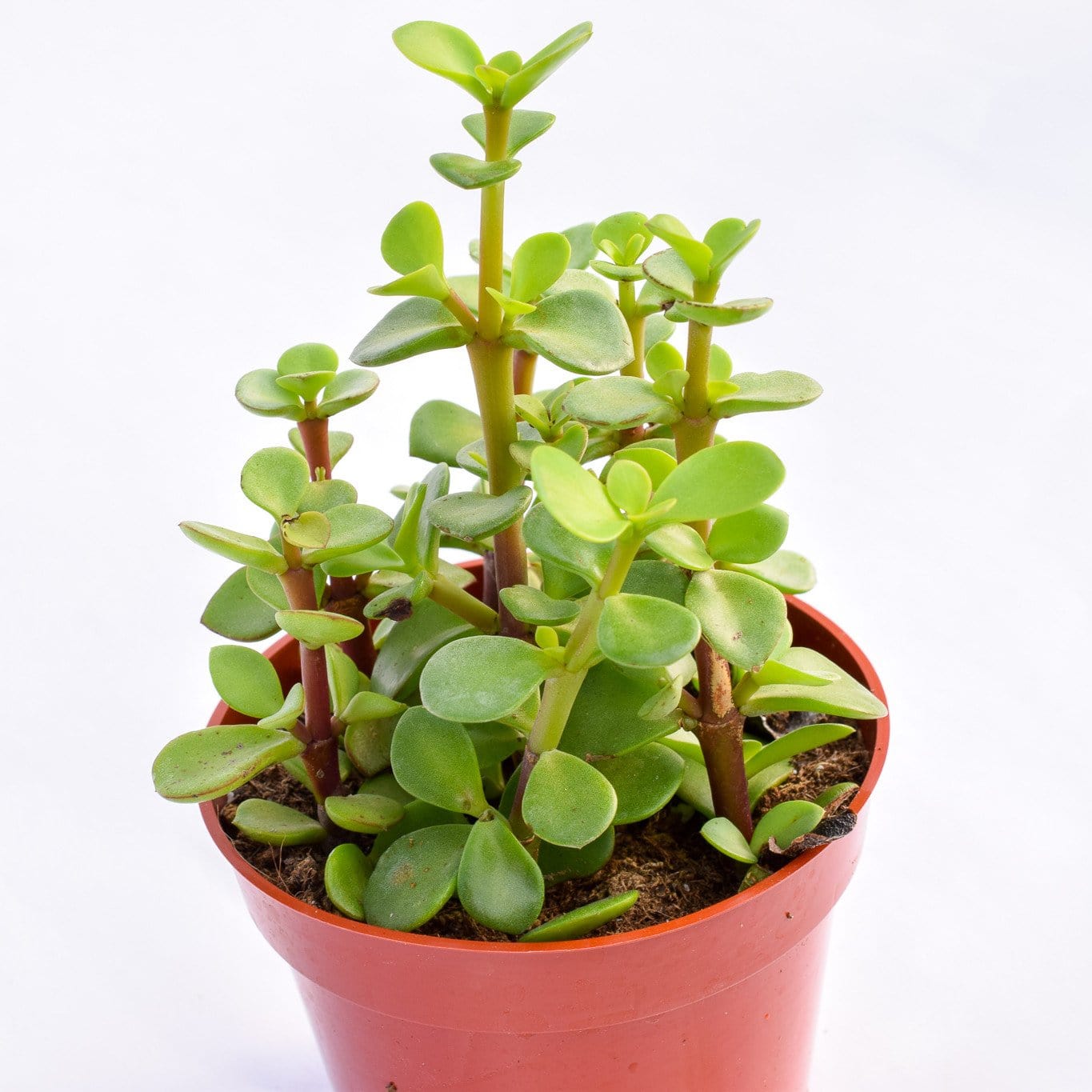buy portulacaria afra Portulacaria Afra | Succulents for Sale | Succulent Market